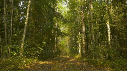 Route sauvage à travers la forêt