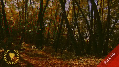 Explorando a floresta