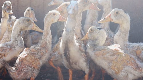 Geese in the Aviary