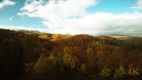 Autumn Forest