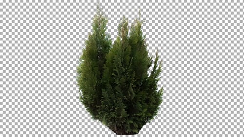 Real Coniferous Plant Isolated 4 (Medium Wind)