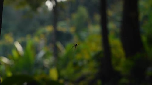 Spider in its Web in Tropical Environment