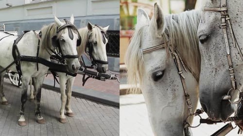 White Horses Stand Ready to Pull Carriage