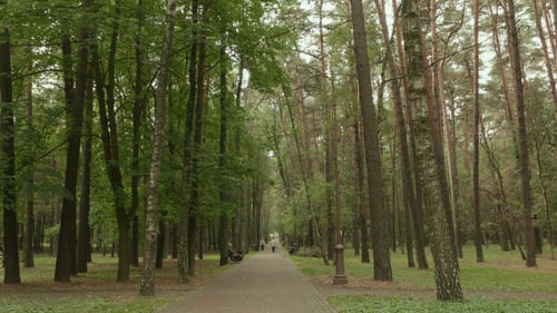 Walkway in the Park
