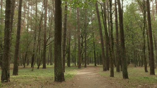 Walkway in the Pine Forest