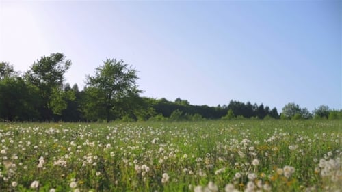 Umfangreiches Löwenzahnfeld