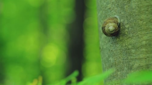 Close Up of a Snail on a Tree