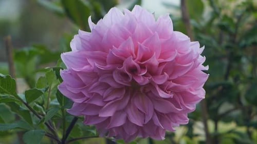 Flor