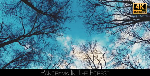 Panorama In The Forest 5