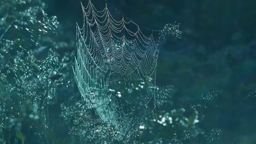 Dew Covered Spiderweb Shines in Dark