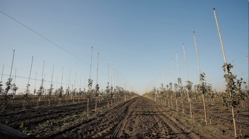 Rows of Young Trees in a Rural Orchard