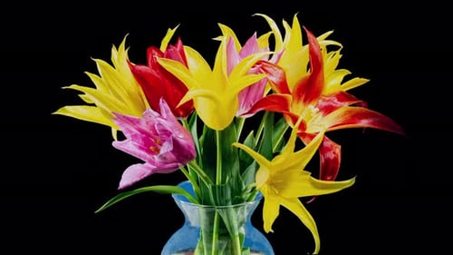 Vibrant Tulips in Vase Against Black Background