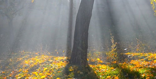 Waldnebel