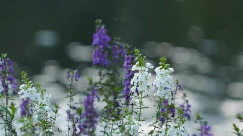 Blumen