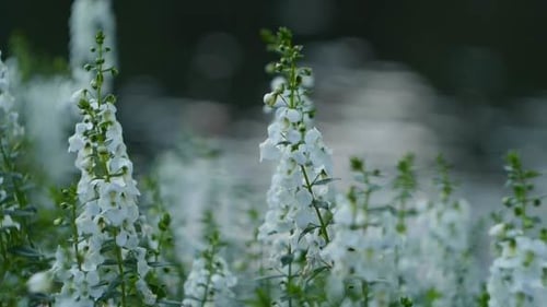 Delicate White Flowers Blooming in the Garden