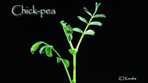 Close-up of Young Green Plant Growing
