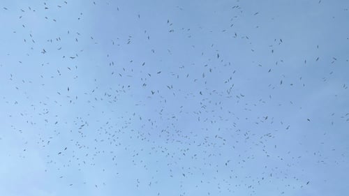 Birds Flying in a Large Group in the Sky