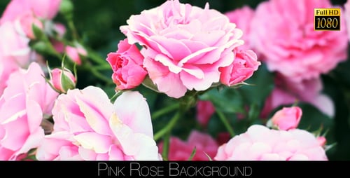 Rose Background 3