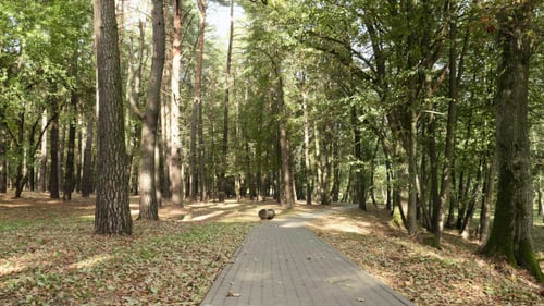 Tile Pathway in the City Park