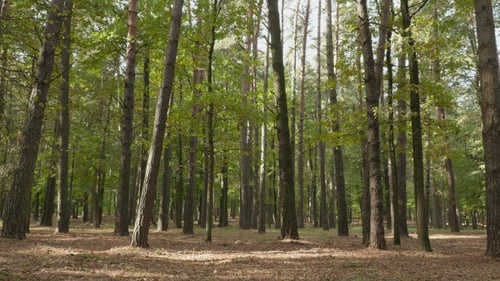 A Lot of Pines in the Forest