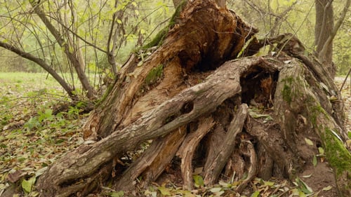 Fallen Decaying Tree Trunk in the Woods
