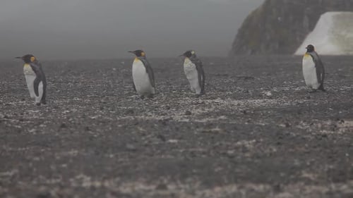 King Penguins On South Georgia Island