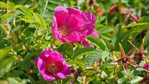 Rosafarbene Blüten der Pflanze