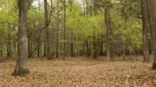 Autumn Forest