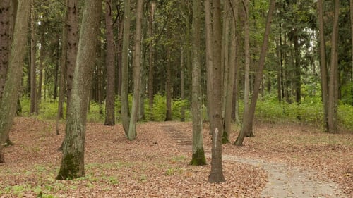 Pathway in the Autumn Forest