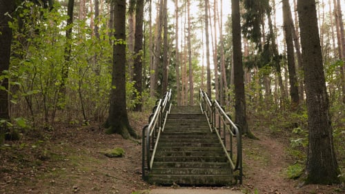 Stairs to the top in the Autumn Forest