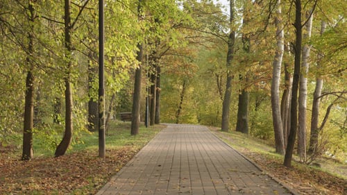 Pathway in the Autumn Forest