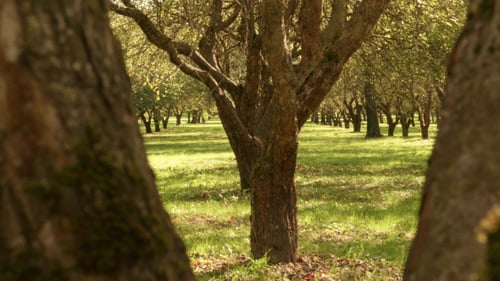 Apple Tree