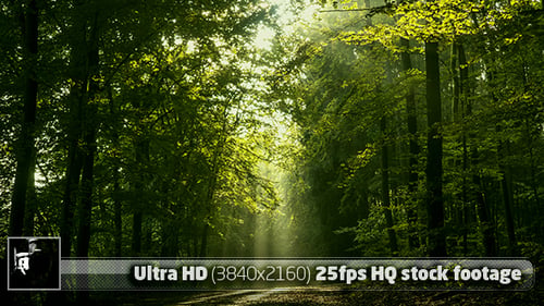 Magical Forest Road