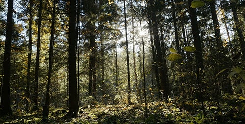 Mysterious Forest Landscape
