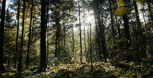 Geheimnisvolle Waldlandschaft 2