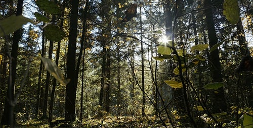 Elemente der grünen Natur