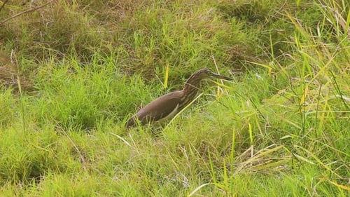 Beautiful Indian Pond Heron looking for Hunt in grass and bushes Bird stock video I Brown Indian pon