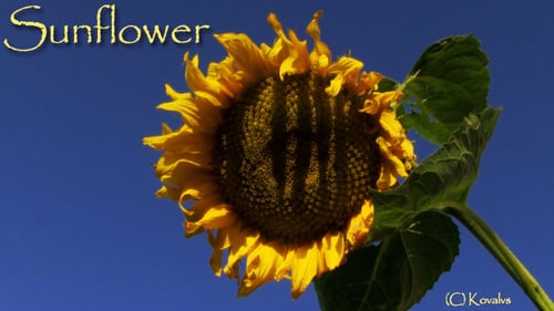 Vibrant Sunflower Against Blue Sky in Daylight