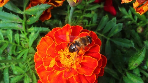 Fly on Flower
