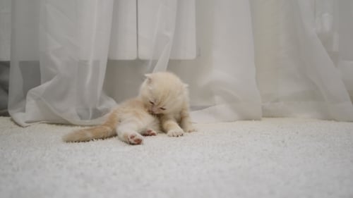 Kitten With a Flea Itches Sitting On a Carpet