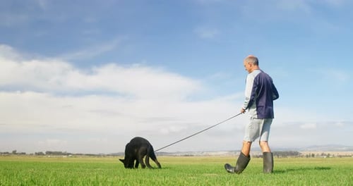Shepherd dog walking with his owner in the farm 4k