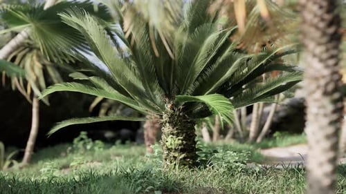 Lush Green Cycad Palm Gently Swaying in Tropical Garden