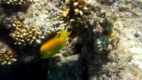 Gelbe Fische, die Korallenriffe im Roten Meer bewohnen
