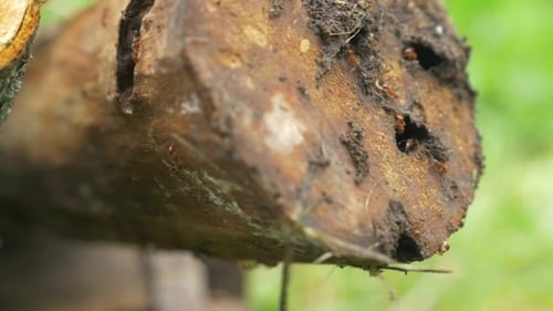 Ant Colony Living In The Log Of Wood