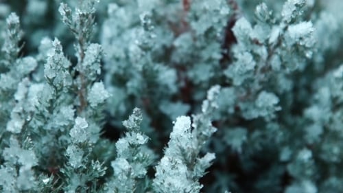 The First Snow Falls On a Tree