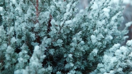The First Snow Falls On a Tree