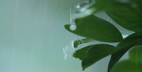 Green Leaves Glistening After Rain Shower