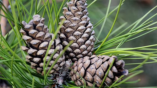 Three Brown Fir Cones on a Branch