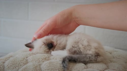 Sleeping Kitten Being Gently Pet on Cushioned Bed
