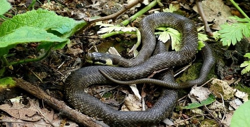 Serpent 1